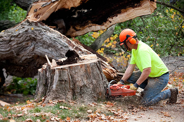 Best Storm Damage Tree Cleanup  in Kalida, OH