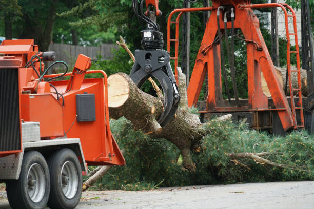 Best Tree Cabling and Bracing  in Kalida, OH