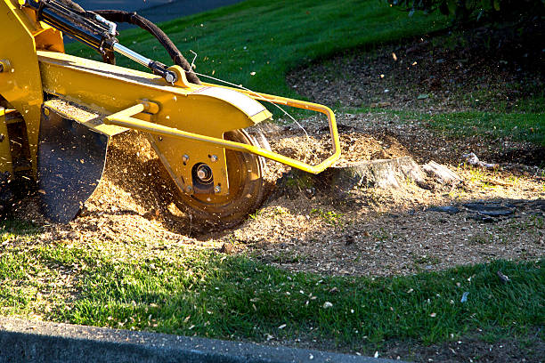 Best Root Management and Removal  in Kalida, OH