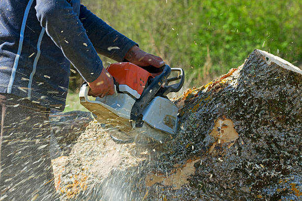 Professional  Tree Services in Kalida, OH