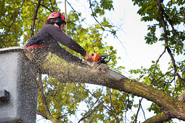 Why Choose Our Tree Removal Services in Kalida, OH?